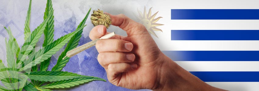 Nazioni Più Tolleranti Nei Confronti Della Cannabis: Uruguay